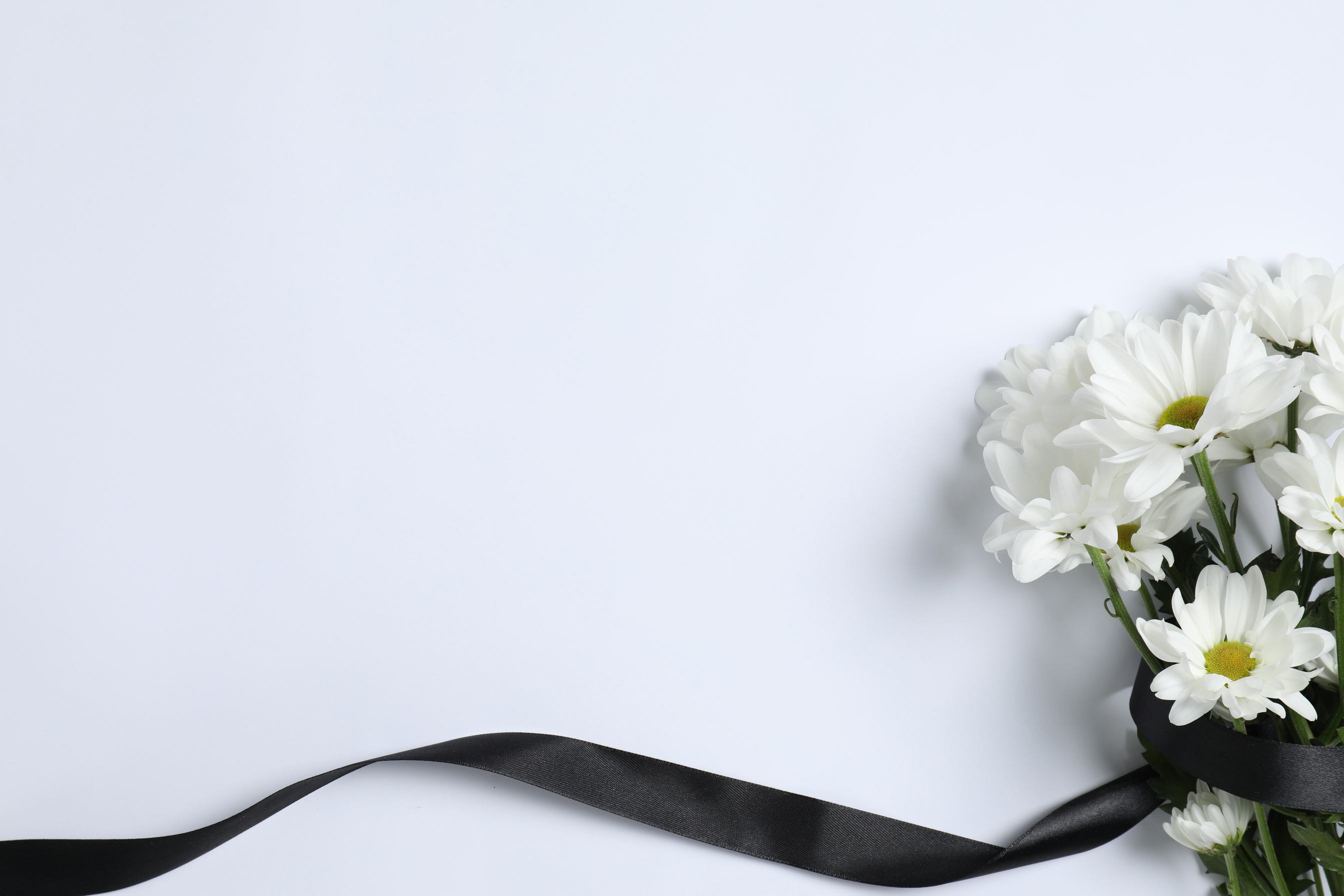 Beautiful Chrysanthemum Flowers and Black Ribbon on White Backgr